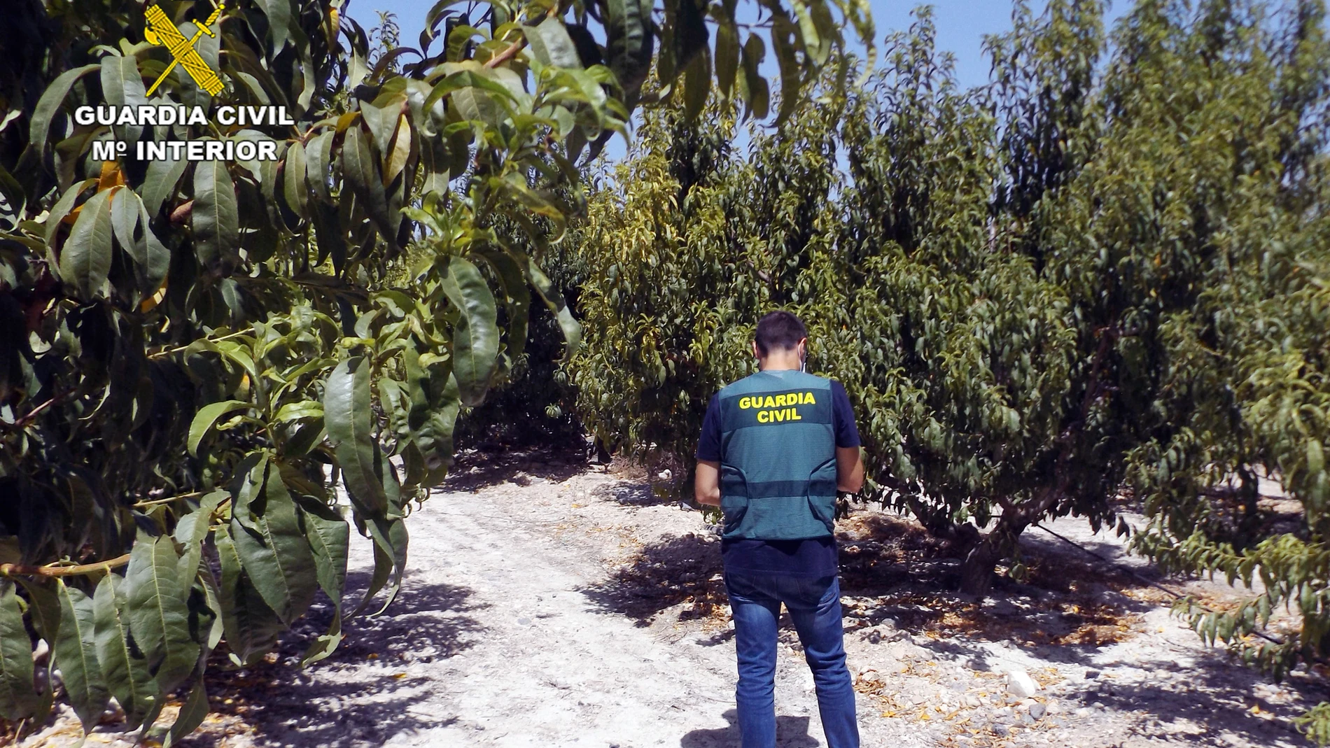 La Guardia Civil esclarece una decena de estafas a agricultores de la Vega Alta del Segura