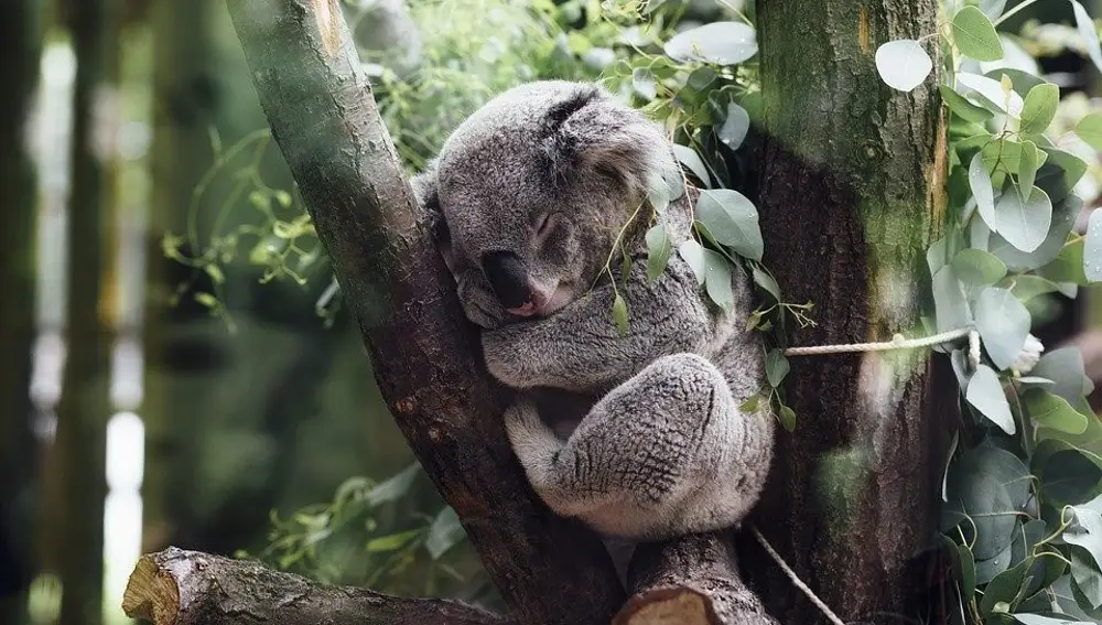 Koala durmiendo
