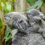 Koala hembra con su cría a la espalda
