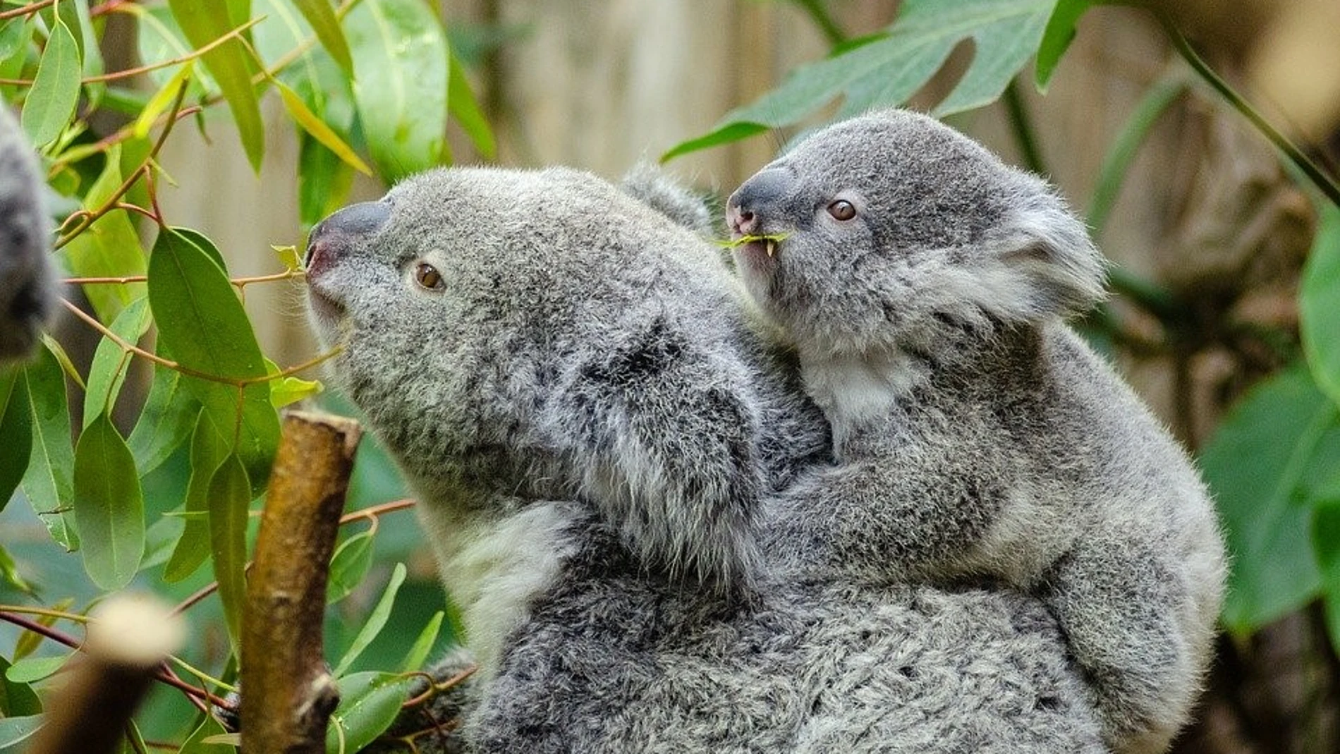 Koala hembra con su cría a la espalda