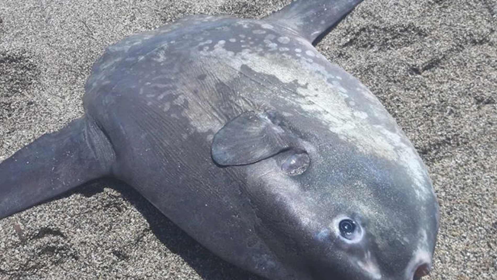 Almería.-Equinac anuncia acciones legales contra un hombre por "causar la muerte a un pez luna" en una playa de Roquetas