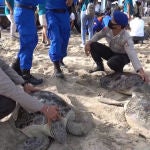 Liberan a 25 tortugas incautadas a cazadores furtivos en las playas de Bali