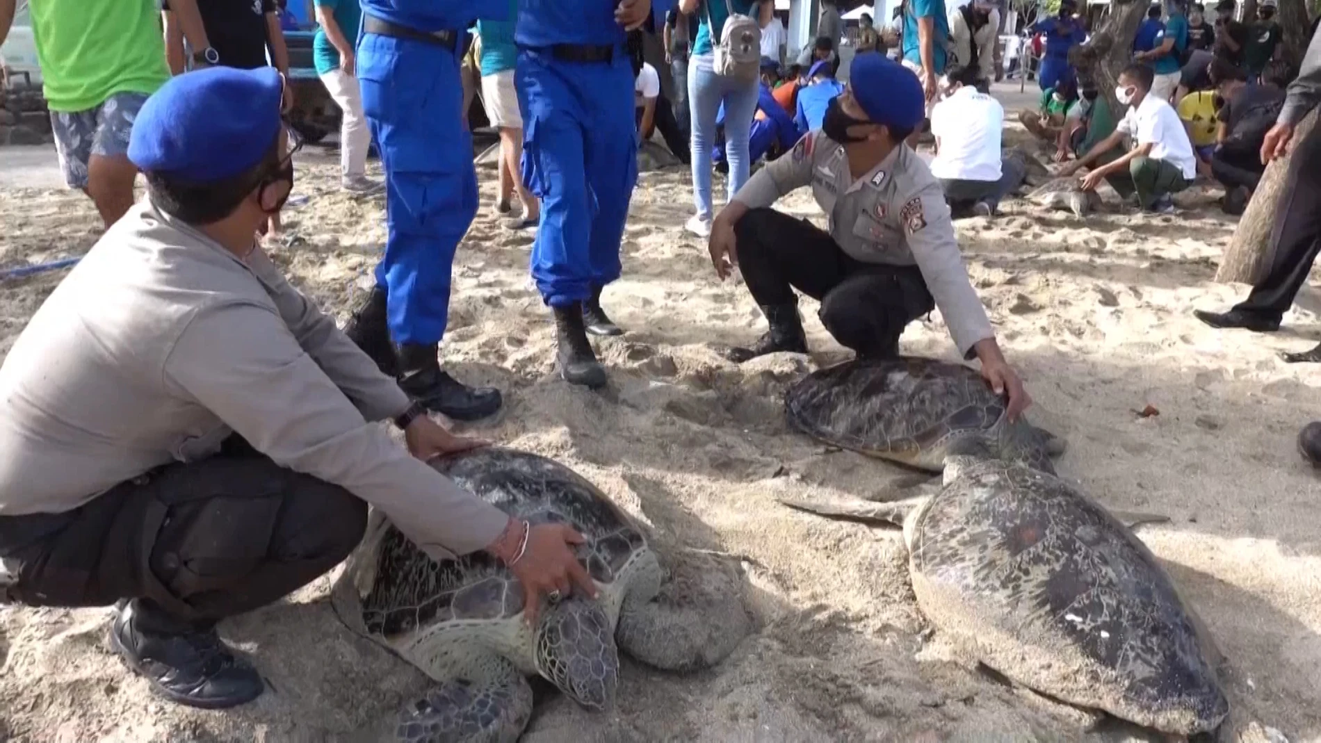 Liberan a 25 tortugas incautadas a cazadores furtivos en las playas de Bali