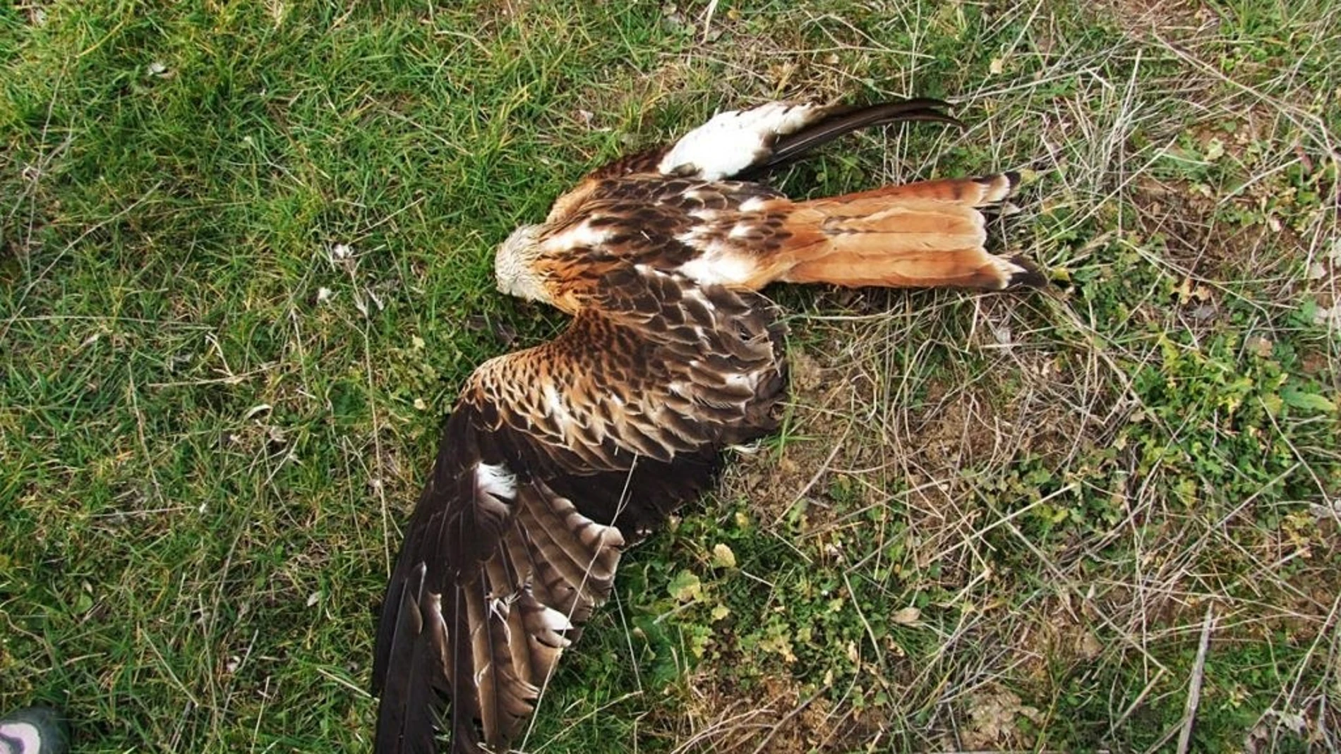 SEO/BirdLife inciará acciones legales ante el envenamiento de más de 30 rapaces amenazadas en Wamba (Valladolid)