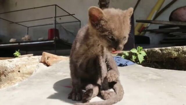 Un puma yaguarundí es adoptado por un hombre creyendo que era un gato