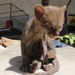 Un puma yaguarundí es adoptado por un hombre creyendo que era un gato