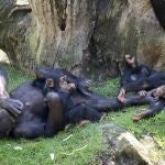 Djibril y Coco -crías de chimpancé - Bioparc Valencia