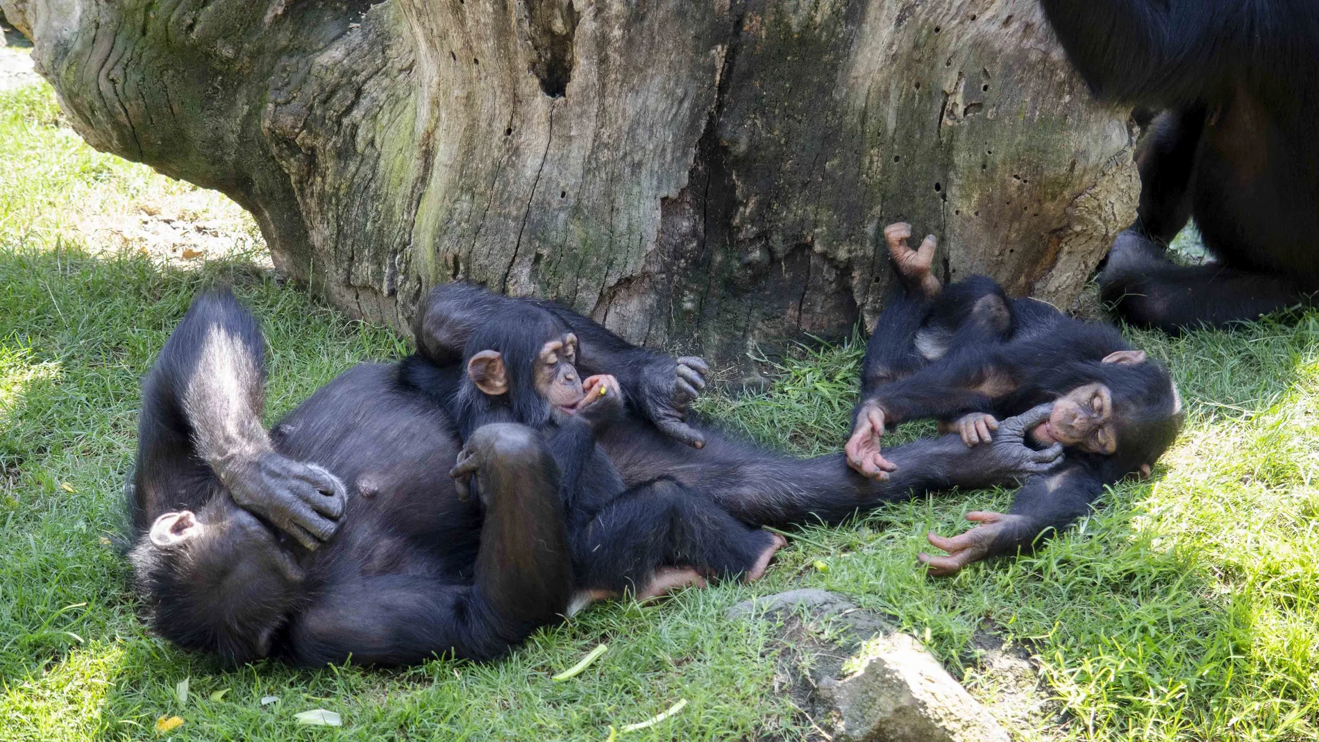 Djibril y Coco -crías de chimpancé - Bioparc Valencia