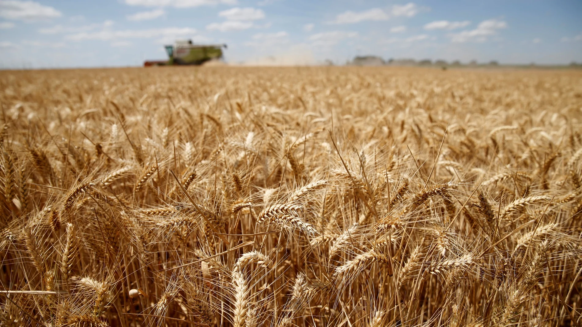La semana se cerró en Chicago con un recorte del 7% en el precio del trigo