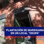 Descubren una plantación de marihuana en un local &quot;okupado&quot;