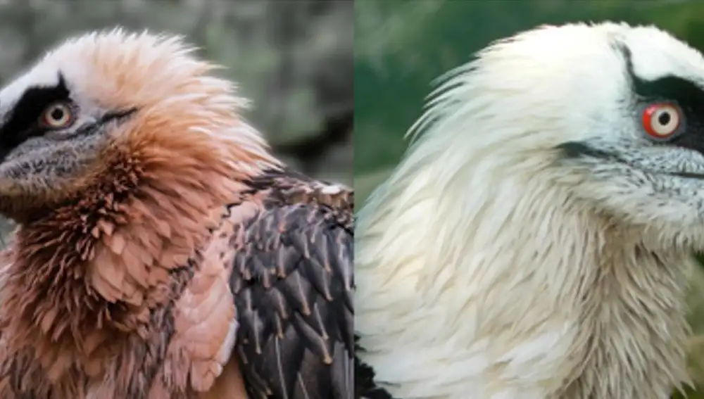 Comparación de los plumajes de un quebrantahuesos en libertad a la izquierda y a la izquierda uno en cautividad.