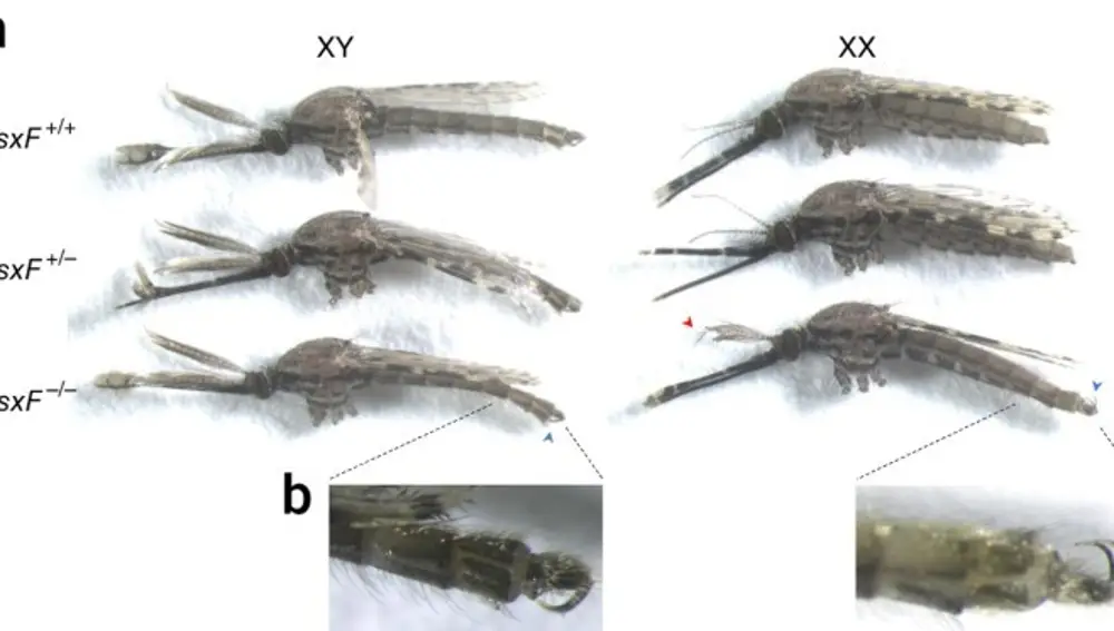 Aspecto de los Anopheles gambiae modificados indicando XY a los machos, XX a las hembras, y mostrándose una ampliación de sus genitales en B.