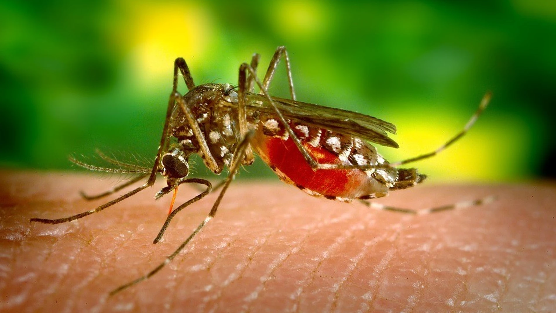 Mosquito bebiendo sangre de una víctima.
