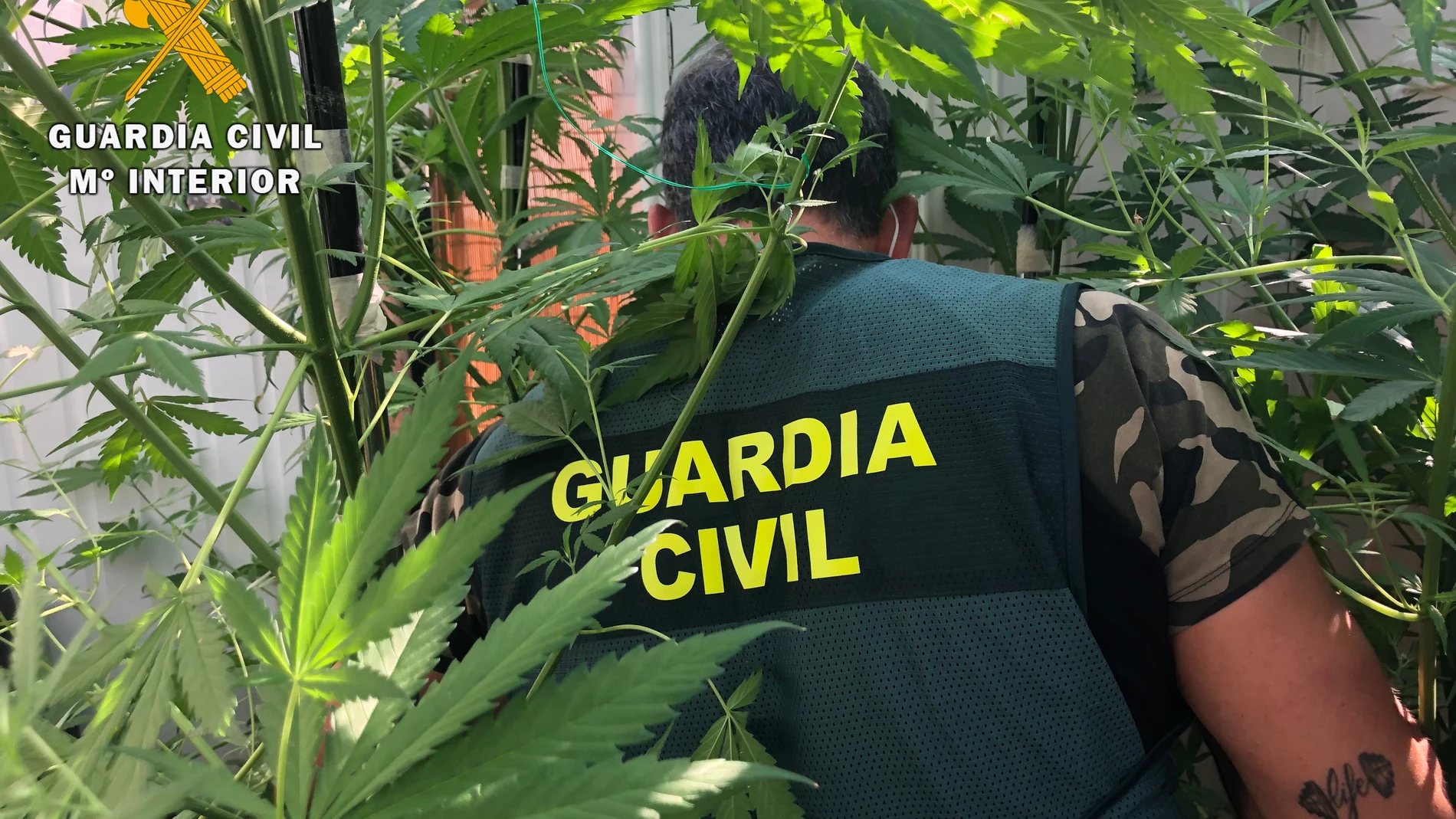 Sucesos.- Localizado un laboratorio indoor de marihuana en las afueras de Ávila y detiene a sus dos propietarios