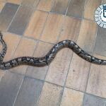 La Policía Municipal de Madrid capturó una serpiente de pitón en la cocina de una casa en Villa de Vallecas