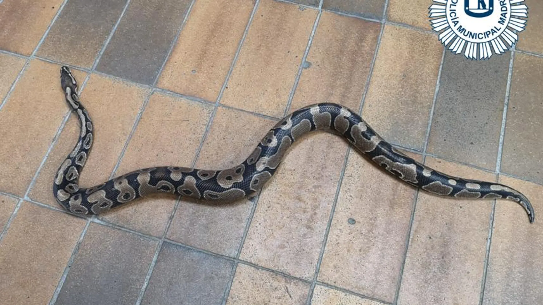 La Policía Municipal de Madrid capturó una serpiente de pitón en la cocina de una casa en Villa de Vallecas