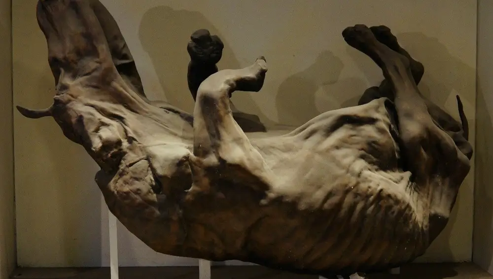 Rinoceronte lanudo exhibido en el Museo de Historia Natural de Londres.