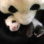 El oso panda Rou Rou abre los ojos por primera vez en el Zoo de Taipéi