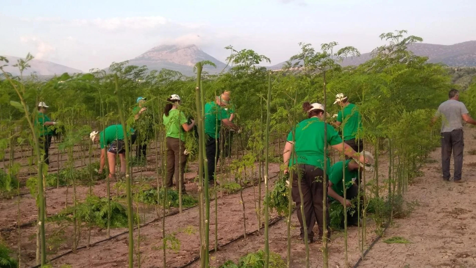 Economía.- Agricultura plantea incentivar la incorporación de jóvenes al medio rural mediante estancias en explotaciones