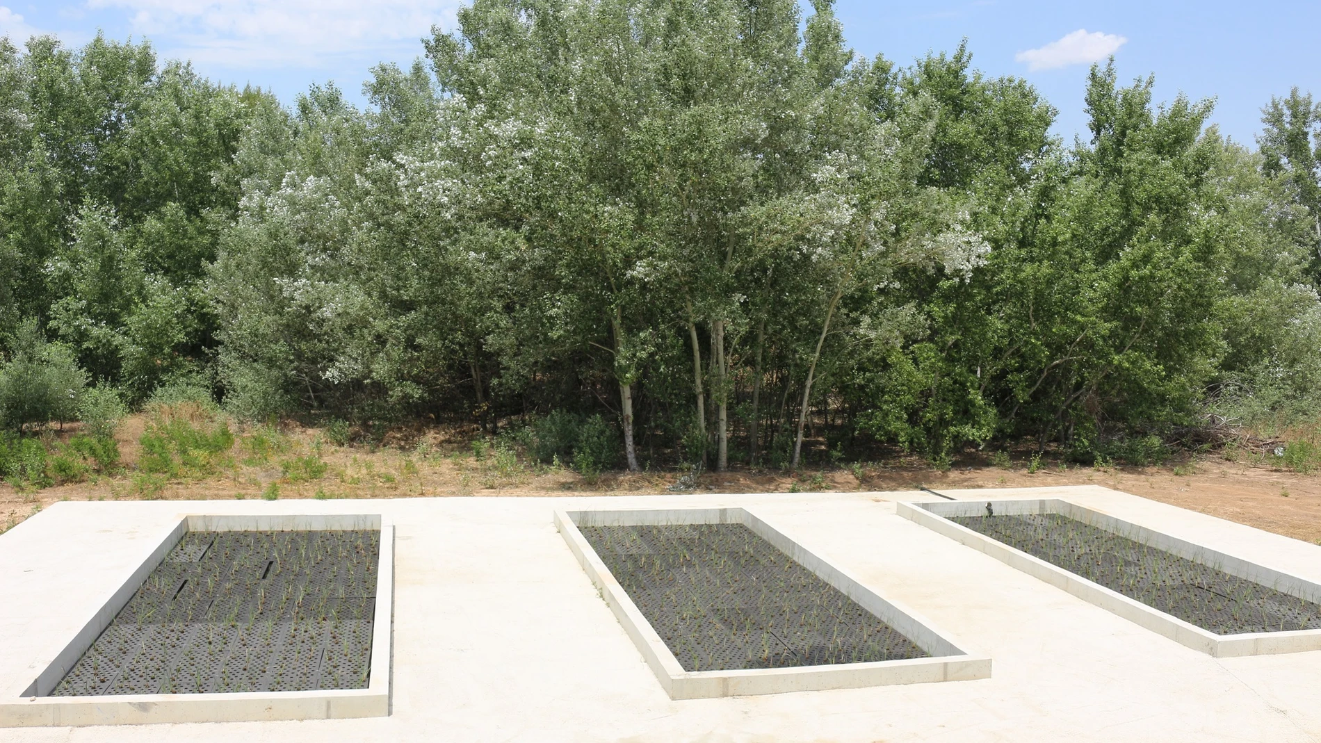 Proyecto piloto de la Comunidad de Madrid para depurar las aguas con plantas vegetales con capacidad para eliminar la contaminación de las aguas