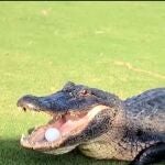 La pelota de golf, dentro de la boca del cocodrilo.