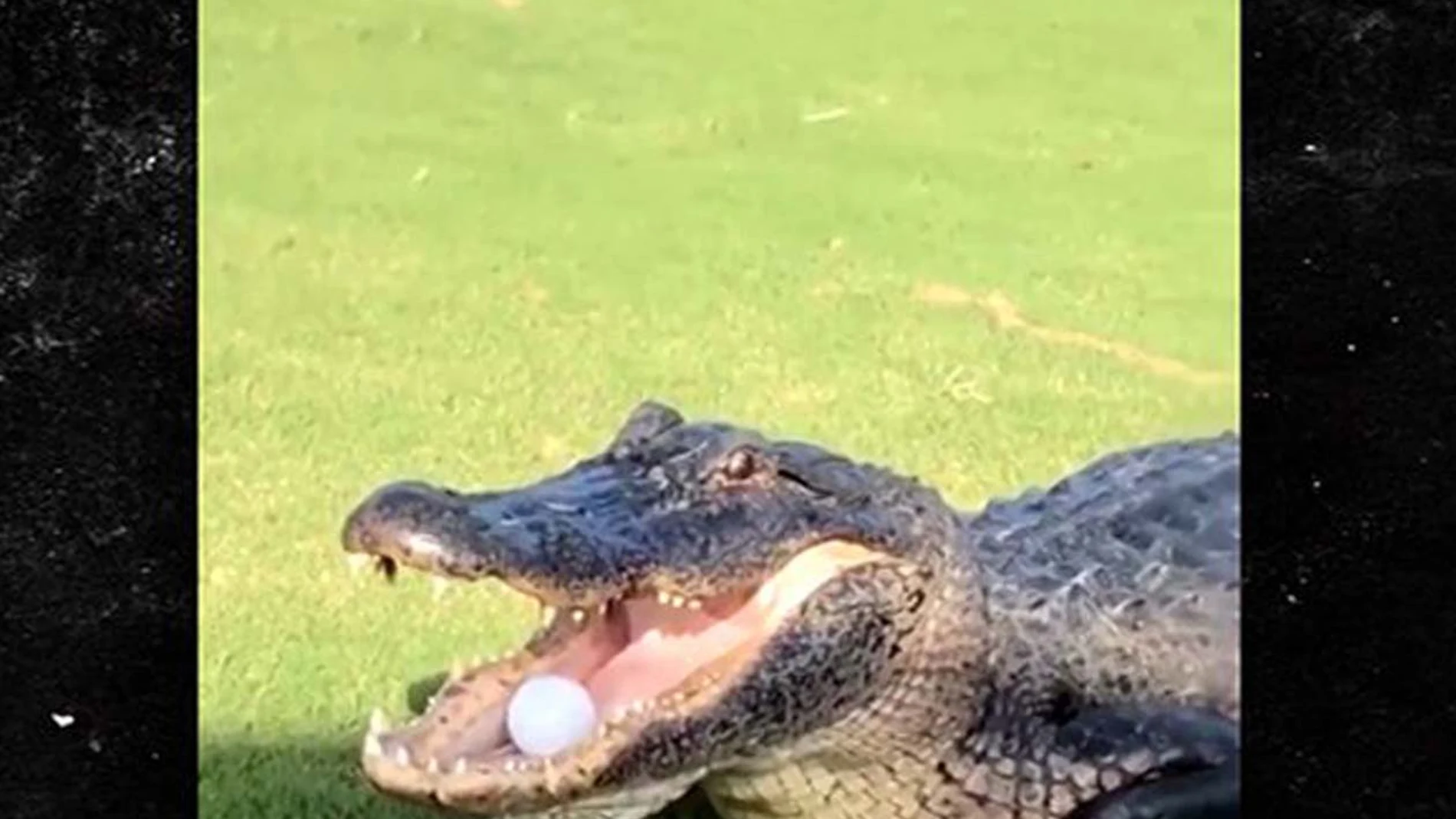 La pelota de golf, dentro de la boca del cocodrilo.