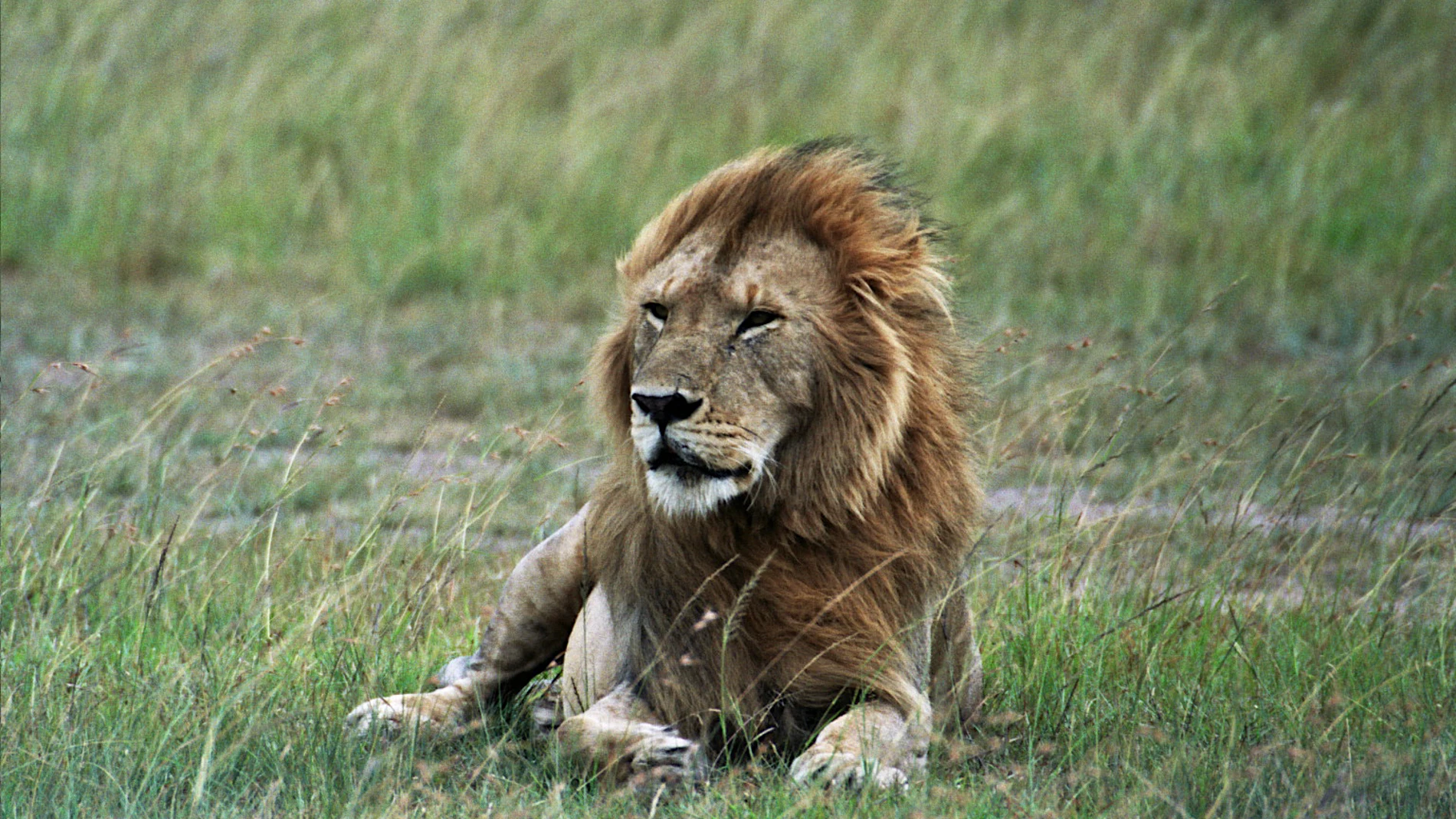 El Rey de la selva en Samburu. Reserva Masai Mara. Kenia. Imagen Alicia Romay