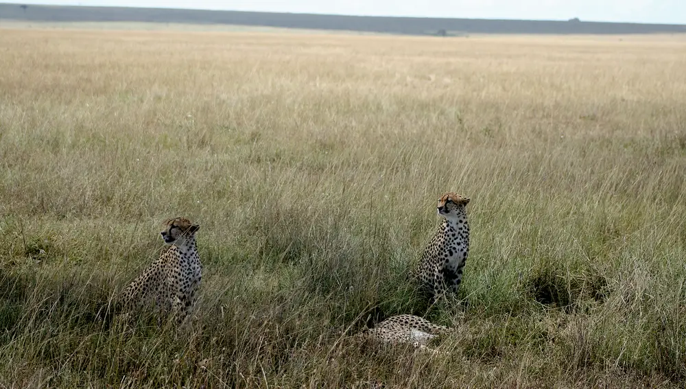 Familia de felinos en la Reserva Nacional de Samburu. Kenia