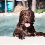 VIVE Pet Resort