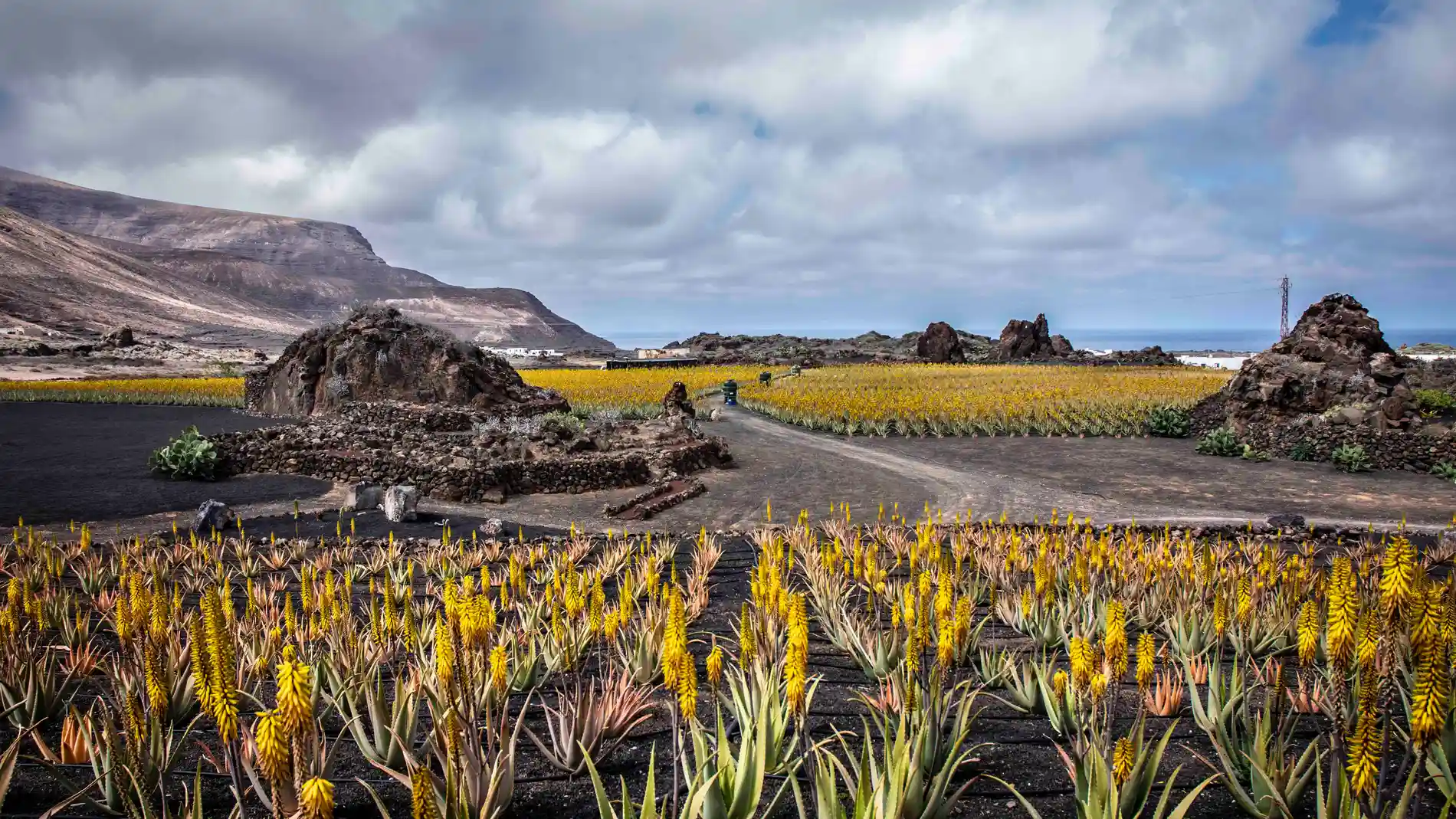 Lanzaloe es una empresa canaria que desde el año 2001 cultiva Aloe vera ecológico en la isla de Lanzarote