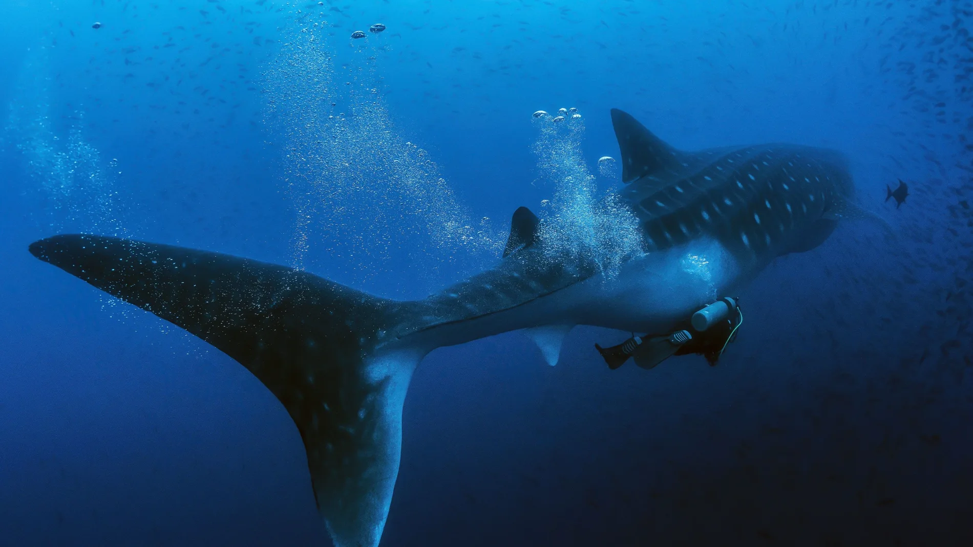Marcan a diez tiburones ballena en Galápagos para seguirles el rastro