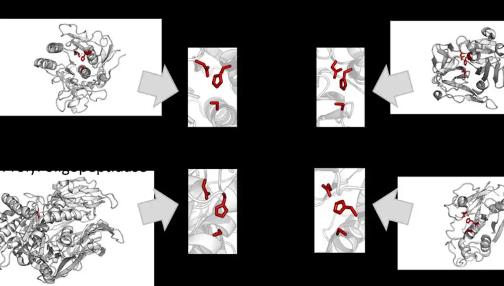 Evolución convergente de proteínas donde se ve que cuatro de ellas evolutivamente alejadas muestran pliegues análogos.