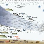 Imagen representando la biomagnificación donde los peces más grandes se comen a los pequeños