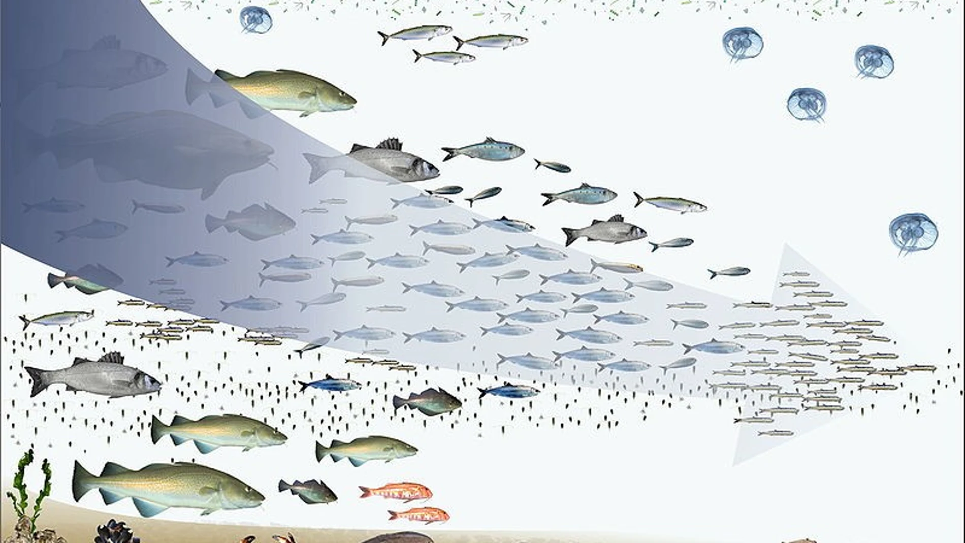 Imagen representando la biomagnificación donde los peces más grandes se comen a los pequeños