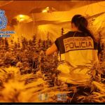 La Policía ha esmantelado varias plantaciones de marihuana