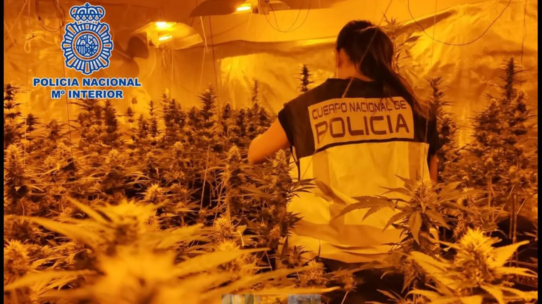 La Policía ha esmantelado varias plantaciones de marihuana