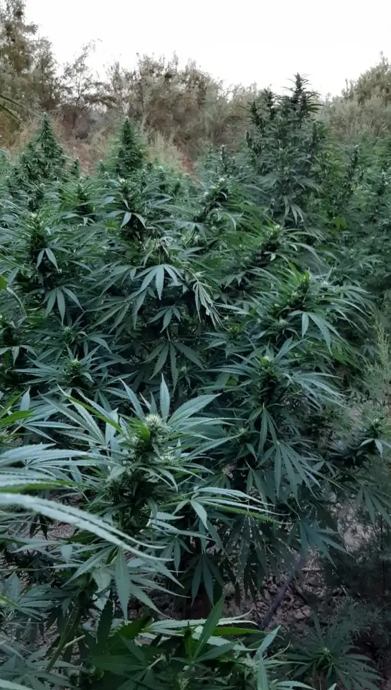 Ya han localizado siete plantaciones de marihuana