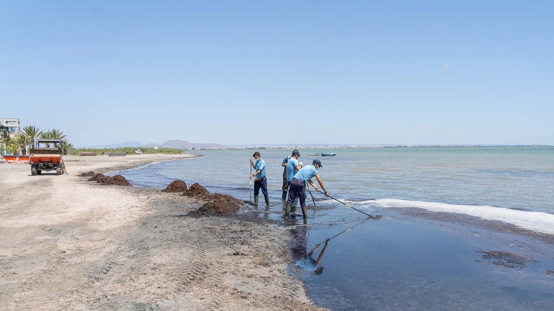 Las brigadas del Litoral retiran 60 toneladas de algas y biomasa en las playas sur del Mar Menor durante agosto