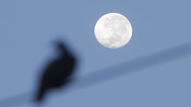 La luna llena junto a un ave. EFE/Carlos Lemos