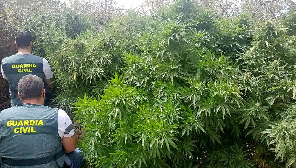 Incautan 1.300 plantas de marihuana y 25 kilos de cogollos en monte de Zamora