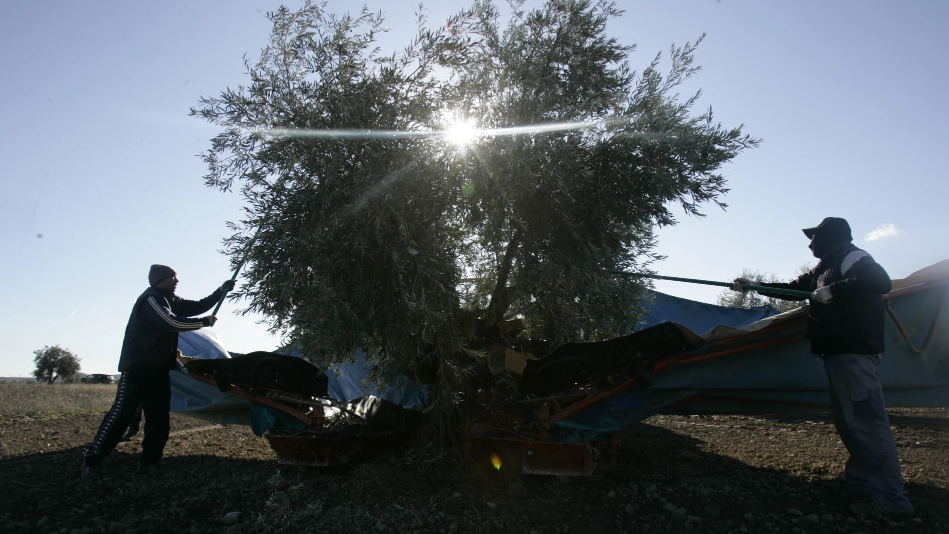 El sector agrario denuncia que el Consell ha actuado "a sus espaldas"