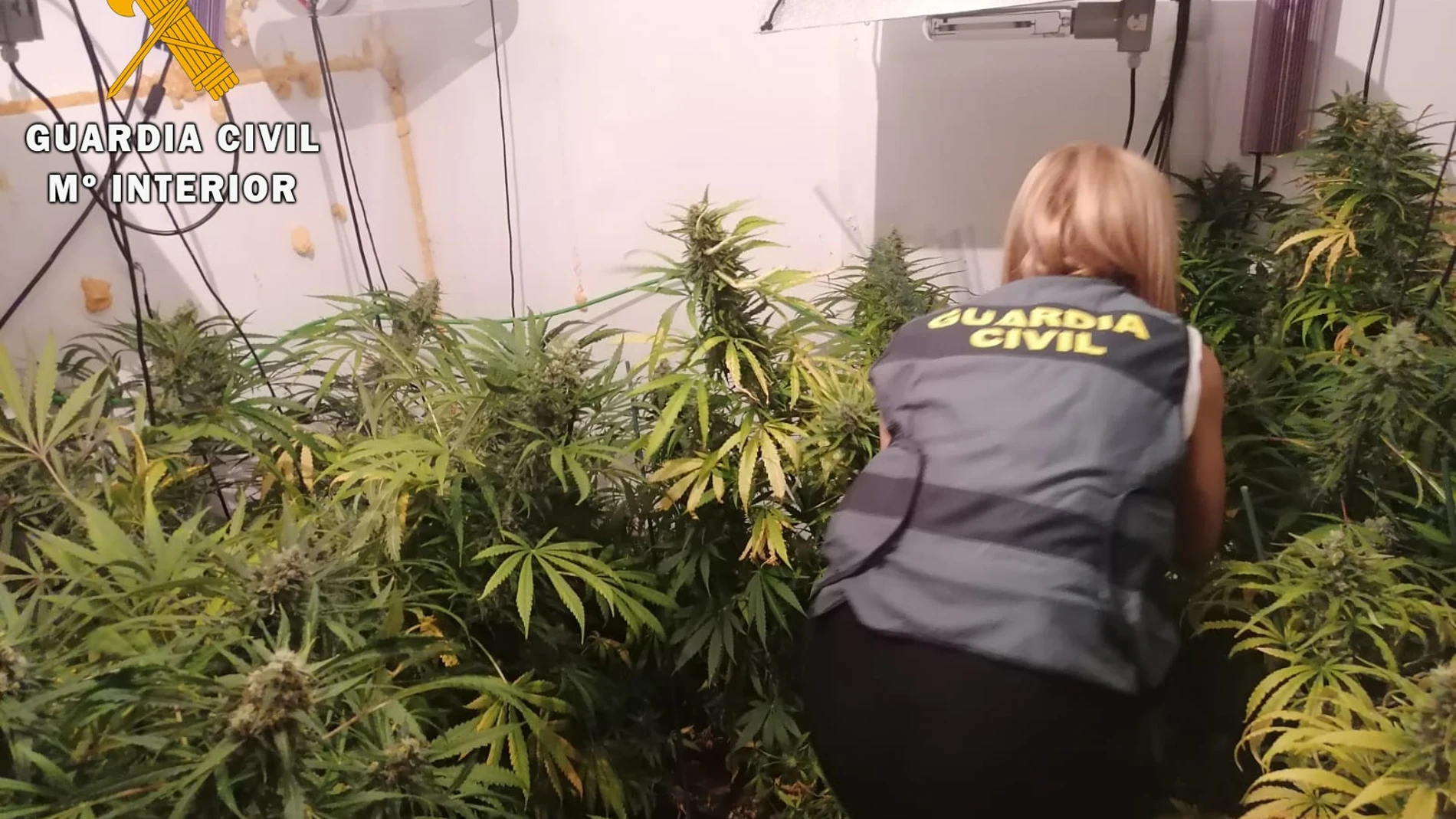 Sucesos.- Desmantelado un laboratorio con 352 plantas de Marihuana en El Fresno (Ávila)