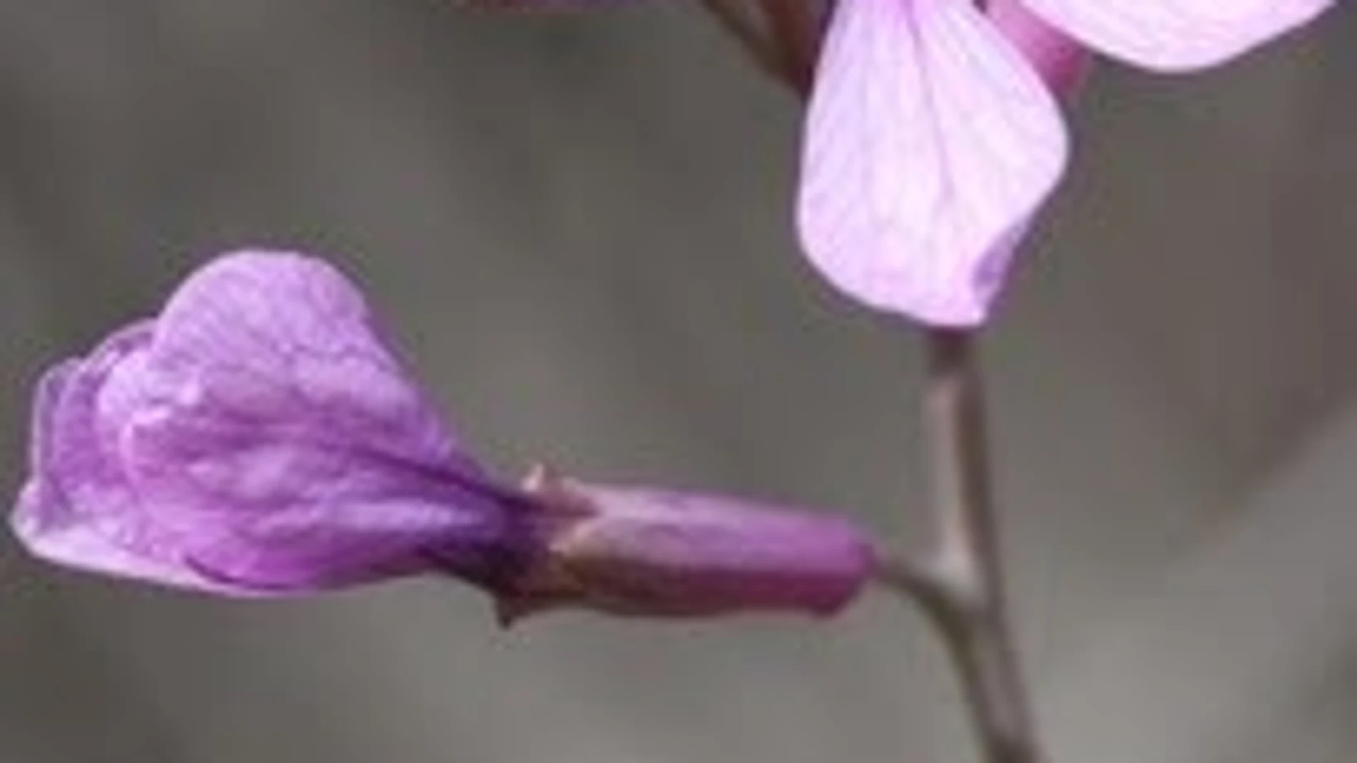 Una planta produce flores radicalmente diferentes en primavera y verano al modificar el calor sus genes