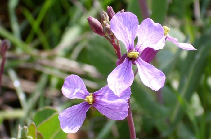 Descubren una planta que produce flores radicalmente diferentes en primavera y verano