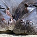 Dos hipopótamos descansando.