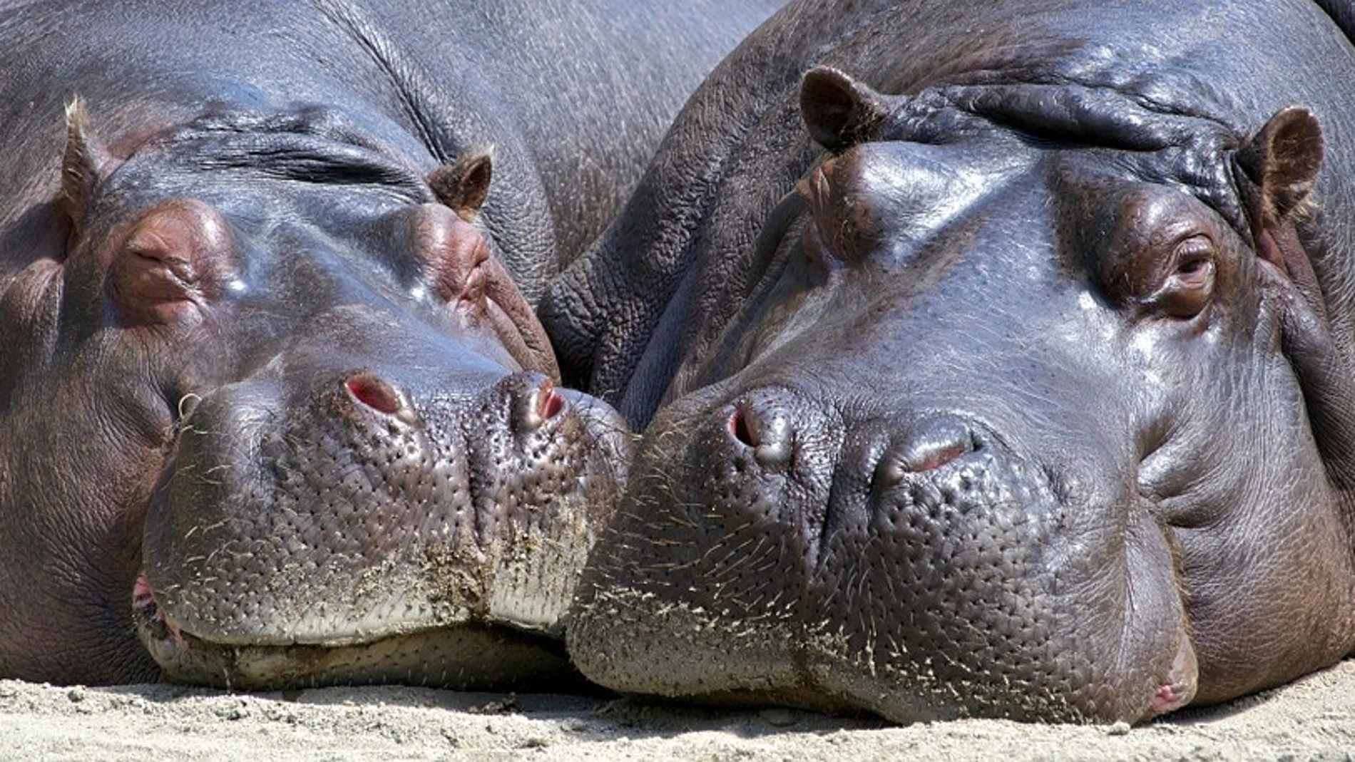 Dos hipopótamos descansando.