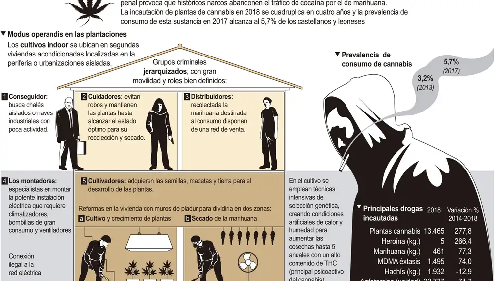 Cultivo de Cannabis en Castilla y León