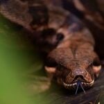 -FOTODELDIA- AME4287. BUENAVENTURA (COLOMBIA), 11/09/2020.- Vista de una boa constrictor liberada por la Corporación Autónoma Regional del Valle del Cauca CVC hoy, en Buenaventura (Colombia). Más de 2.400 animales que estaban en cautiverio o en rehabilitación fueron liberados este viernes en Colombia con motivo del Día Nacional de la Biodiversidad, celebración con la que el país reafirmó su compromiso con la adopción de medidas para su conservación y sostenibilidad. EFE/ Ernesto Guzmán Jr