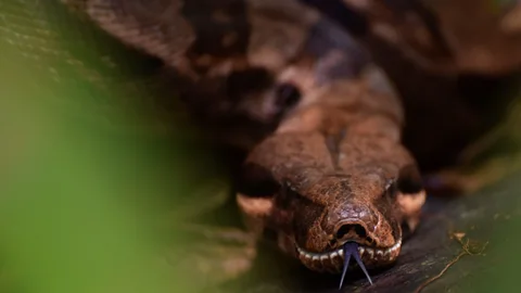-FOTODELDIA- AME4287. BUENAVENTURA (COLOMBIA), 11/09/2020.- Vista de una boa constrictor liberada por la Corporación Autónoma Regional del Valle del Cauca CVC hoy, en Buenaventura (Colombia). Más de 2.400 animales que estaban en cautiverio o en rehabilitación fueron liberados este viernes en Colombia con motivo del Día Nacional de la Biodiversidad, celebración con la que el país reafirmó su compromiso con la adopción de medidas para su conservación y sostenibilidad. EFE/ Ernesto Guzmán Jr