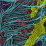 Las partículas de coronavirus, en rojo, infectan el sistema respiratorio. UNC SCHOOL OF MEDICINE